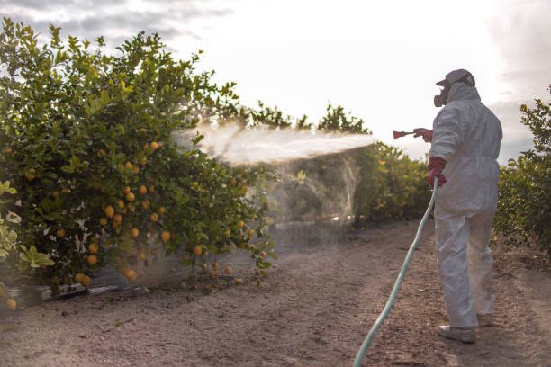 Best Affordable Pest Control Services  in Golden Shores, AZ