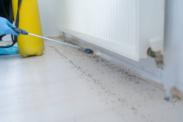 Reliable Golden Shores, AZ Pest Control Solutions
