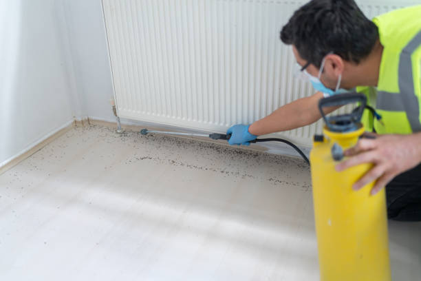 Wasp Removal Services in Golden Shores, AZ